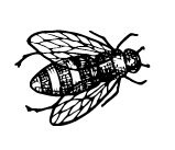 medical grade Manuka honey